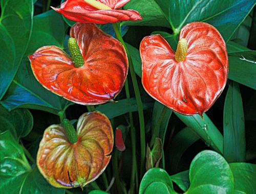 Anthurium Aranjmanı